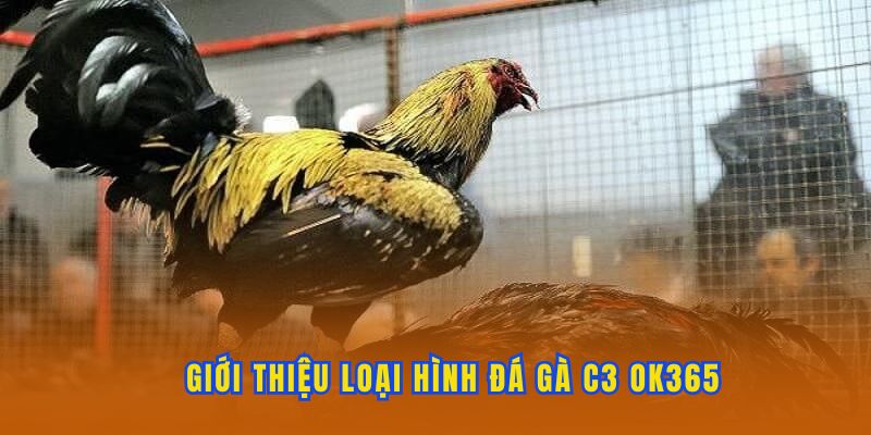 Thông tin giới thiệu về đá gà C3 OK365