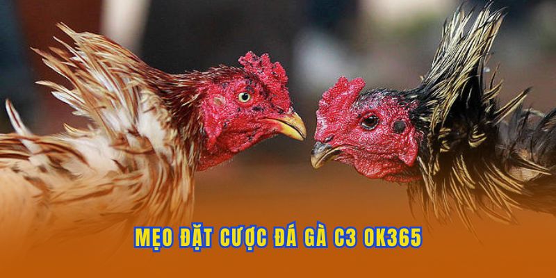 Bí kíp cược chọi gà C3 OK365 dễ chiến thắng