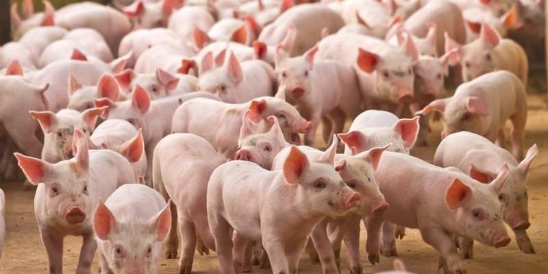 Ý nghĩa khi bạn chiêm bao thấy nguyên đàn lợn