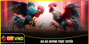 Đá gà OKVND - Trải nghiệm đấu trường kịch tính chuẩn quốc tế