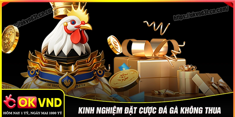 Kỹ năng cược đá gà OKVND không bao giờ thua