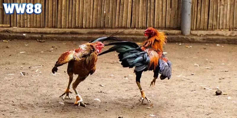 nhung-doi-tac-uy-tin-tai-sanh-game-da-ga-ww88